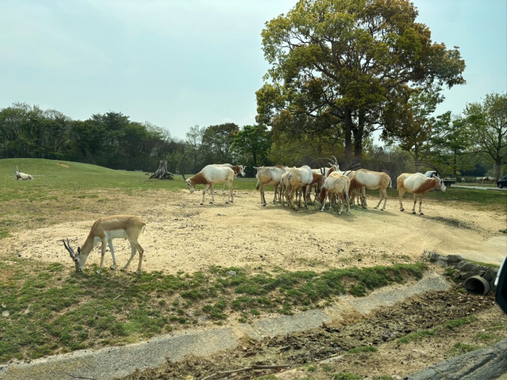 Scimitar oryx at Himeji Central Park Safari with long curved horns