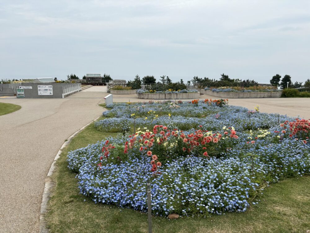 春の淡路島・国営明石海峡公園で見頃を迎えたネモフィラの花畑