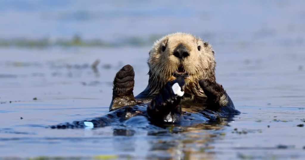 海に浮かぶラッコ