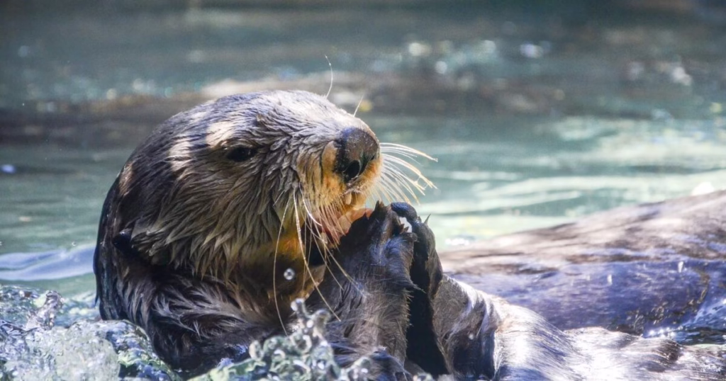 海に浮かぶラッコ
