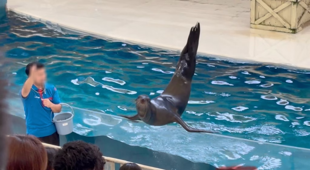 鳥羽水族館のアシカショーで演技を披露するアシカ